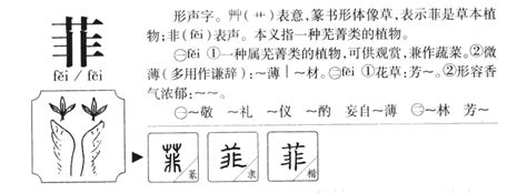 菲字五行|菲字的五行属性